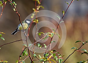 Great Tit (Parus major) - Widespread across Europe & Asia