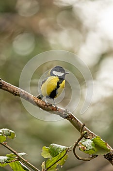 Great Tit (Parus major) - Widespread across Europe & Asia