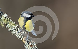 Great tit - Parus major - in winter