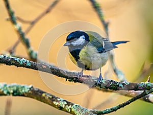 Great Tit, Parus major in winter time