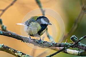 Great Tit, Parus major in winter time