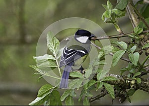 A Great Tit - Parus Major -  In a woodland Habitat