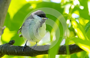 Great tit, Parus major. The young bird sitting on a branch