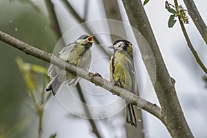 Great tit (Parus major)