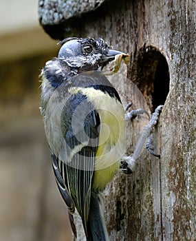The great tit is a passerine bird in the tit family Paridae.