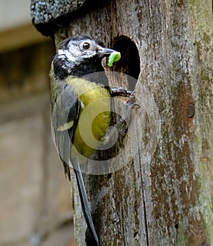 The great tit is a passerine bird in the tit family Paridae.