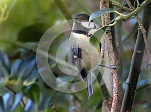 The great tit is a passerine bird in the tit family Paridae.