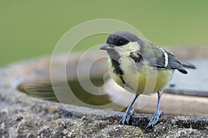 Great tit perched on a bird bath