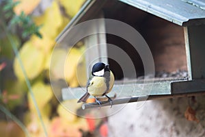 Great tit perched on a birdhouse for biodiversity and ornithology