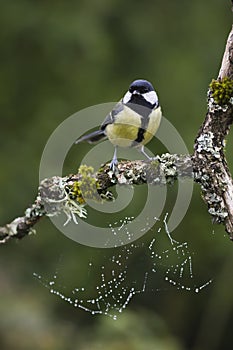 Great tit perched on a branch, Vosges, France