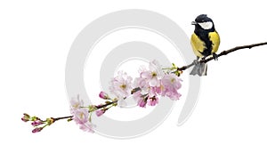 Great tit perched on a flowering branch, Parus major, isolated o