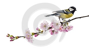 Great tit perched on a flowering branch, Parus major, isolated o