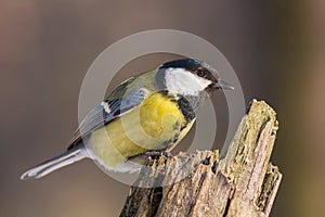 Great tit perched on tree stub