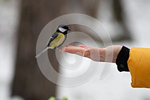 A Great Tit perches on a hand