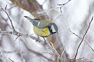 Great tit perching on branch