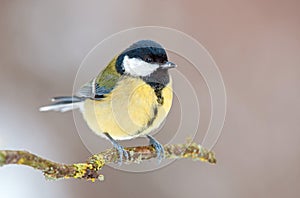 Great tit perching on a twig