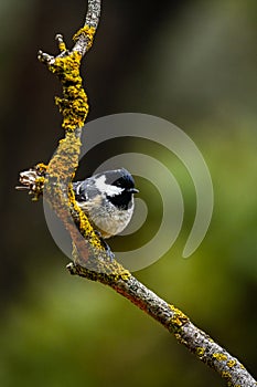 Great Tit, or Periparus ater, perched on its twig.