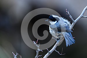 Great Tit, or Periparus ater, perched on its twig.
