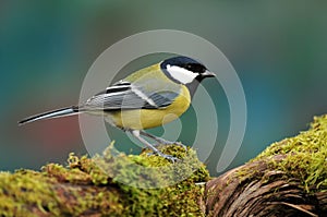 Great tit