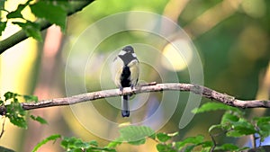 Great tit preening its plumage on a tree branch. With birdsong sounds