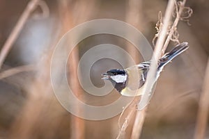 Great tit on reeds