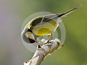 Great tit
