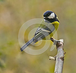 Great tit