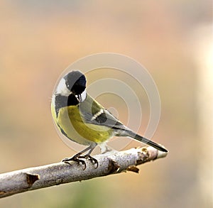 Great tit