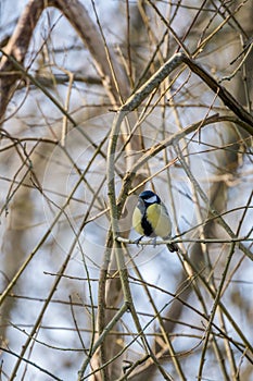 Great Tit resting on a branch in springtime