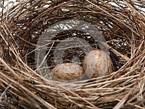 Great tit's nest - detail