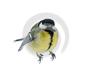 The Great tit is shown in close-up in the statics isolated on white background photo