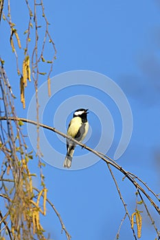 A great tit sings on a birch branch in the evening