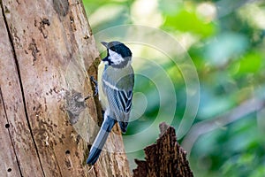 A great tit sits against a tree in side view. Very detailed bird and tree