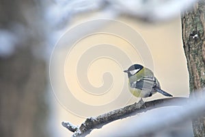 Great Tit Sits On  Branches