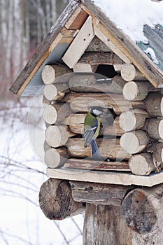 Great tit sits on feeder as small house