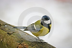 Great tit sits on an old stump. Forest bird Parus major