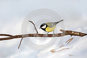 A great tit sits on a tree branch against a background of snow. The tit is a widespread bird from the tit family