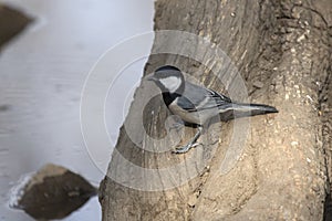 Great tit that sits on the trunk of a tree on the shore of a small pond