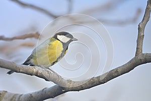 Great Tit Sits On Branches