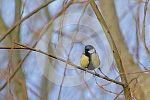 Great tit sitting on a bare branch, frontal view - Parus major