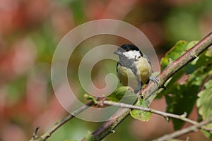 Great tit sitting on a branch