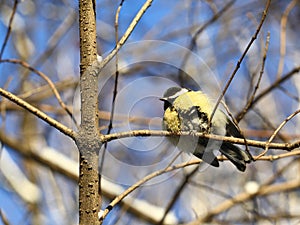 Great tit