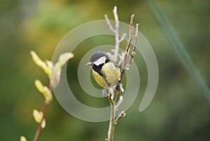 Great tit sitting on branch of tree in my wildlife garden