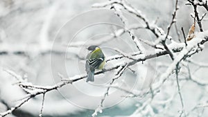 The great tit is sitting on the branch in winter
