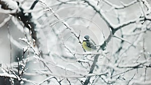 The great tit is sitting on the branch in winter