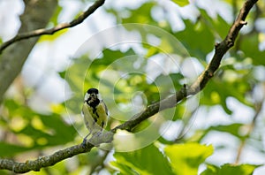 great tit sitting in a figtree