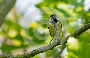 great tit sitting in a figtree