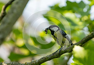 great tit sitting in a figtree