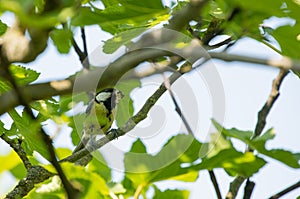 great tit sitting in a figtree