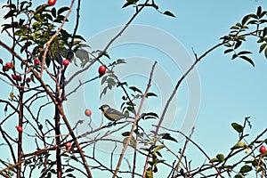 The Great Tit sitting inside the  wild roses.